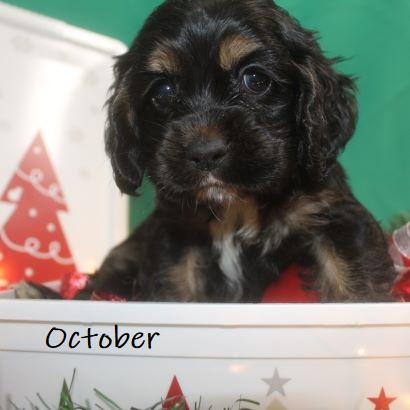 puppy, for, sale, Cocker Spaniel, Joe & Cherri  Overlease, dog, breeder, Miller, MO, dog-breeder, puppy-for-sale, forsale, nearby, find, puppyfind, locator, puppylocator, aca